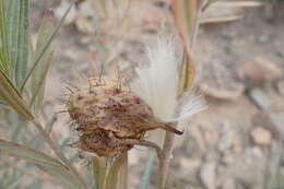 Image of Milkweed