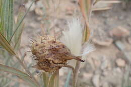 Sivun Gomphocarpus fruticosus subsp. fruticosus kuva