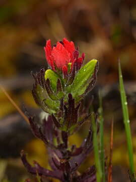 Image of Castilleja nubigena Kunth