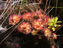 Image of Drosera cuneifolia L. fil.