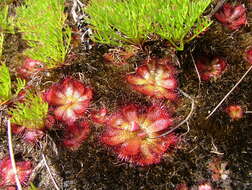 Image of Drosera cuneifolia L. fil.