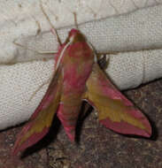 Image of small elephant hawk-moth