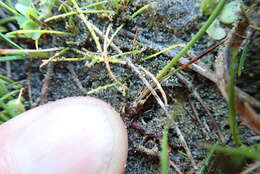 Image of Isolepis basilaris Hook. fil.