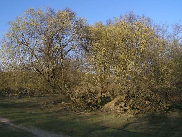 Image of goat willow