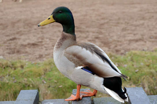 Image of Common Mallard