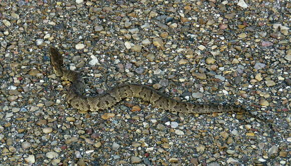 Image of Cottonmouth