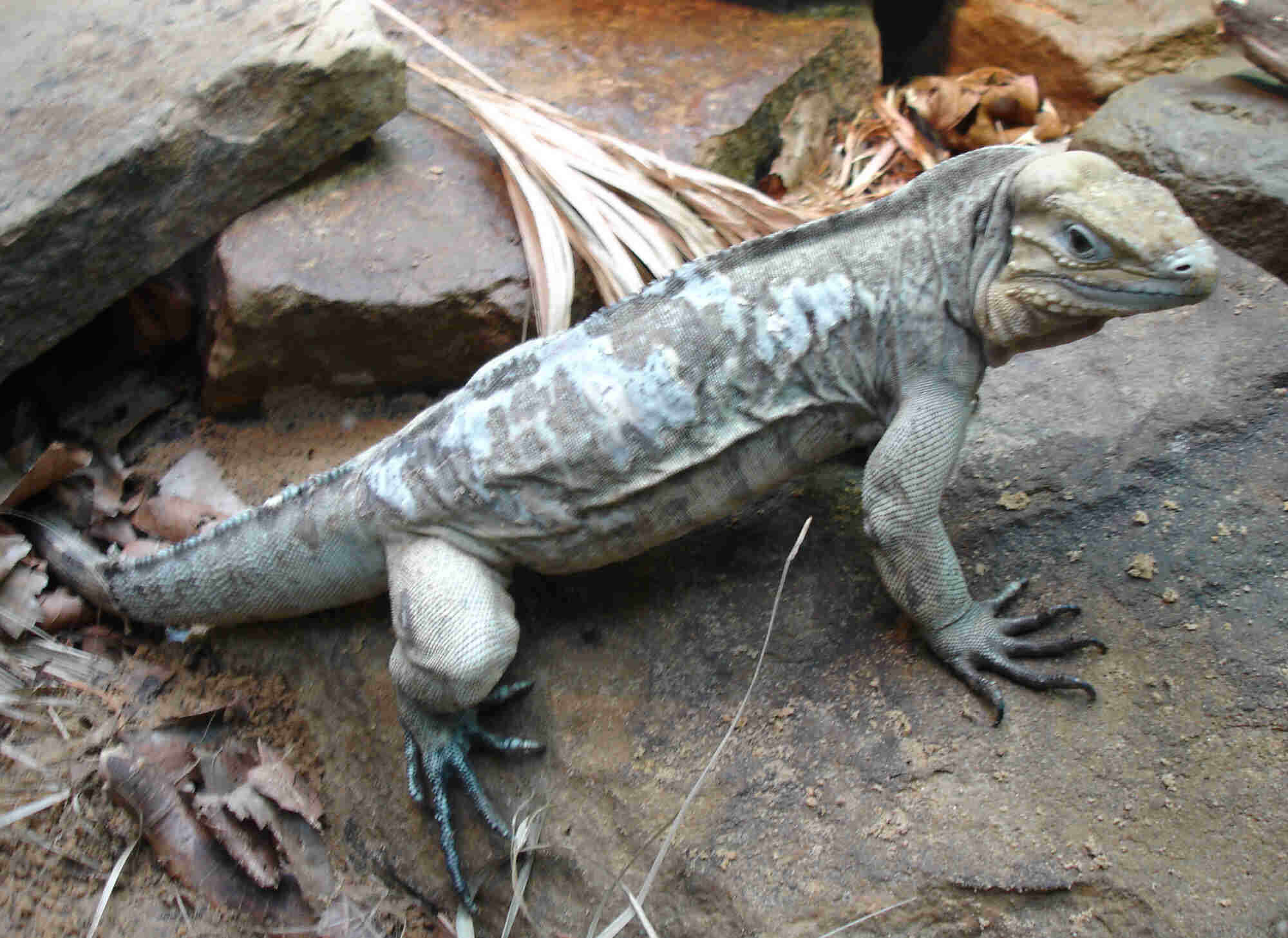 Image of Hispaniolan rhinoceros iguana