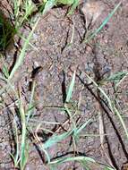 Image of Malabar Wart Frog