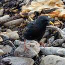 صورة Sturnus vulgaris zetlandicus Hartert 1918