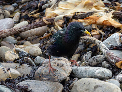 Image of Sturnus vulgaris zetlandicus Hartert 1918