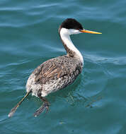 Image of grebes