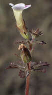 Image of Limnophila ceratophylloides (Hiern) Skan