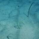 Image of Red Sea Garden Eel