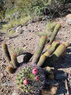 Image of Gymnocalycium saglionis (F. Cels) Britton & Rose