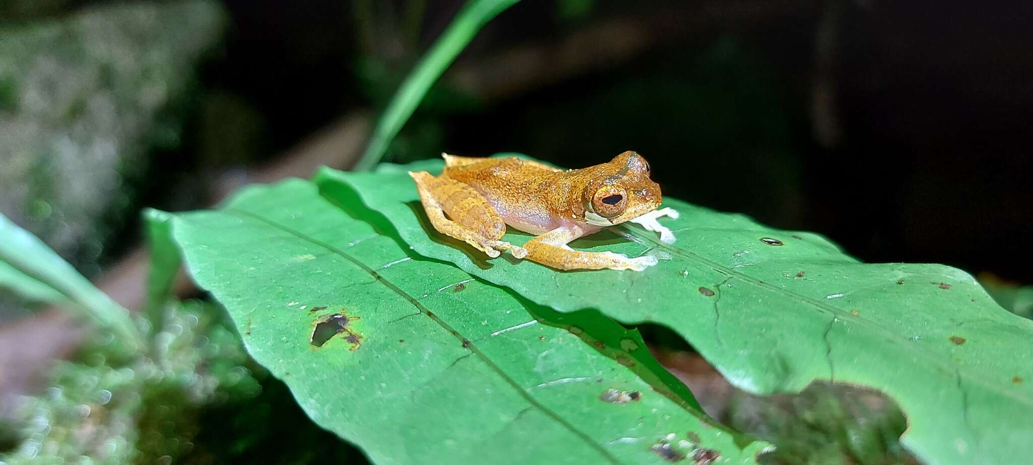 Image of Leptomantis malkmusi (Dehling 2015)