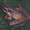 Image of Javan Torrent Frog
