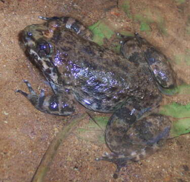 Image of Kuhl's Creek Frog