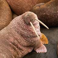 Image of Laptev Sea walrus