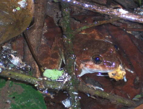 Image of Kuhl's Creek Frog