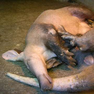 Image of Aardvarks