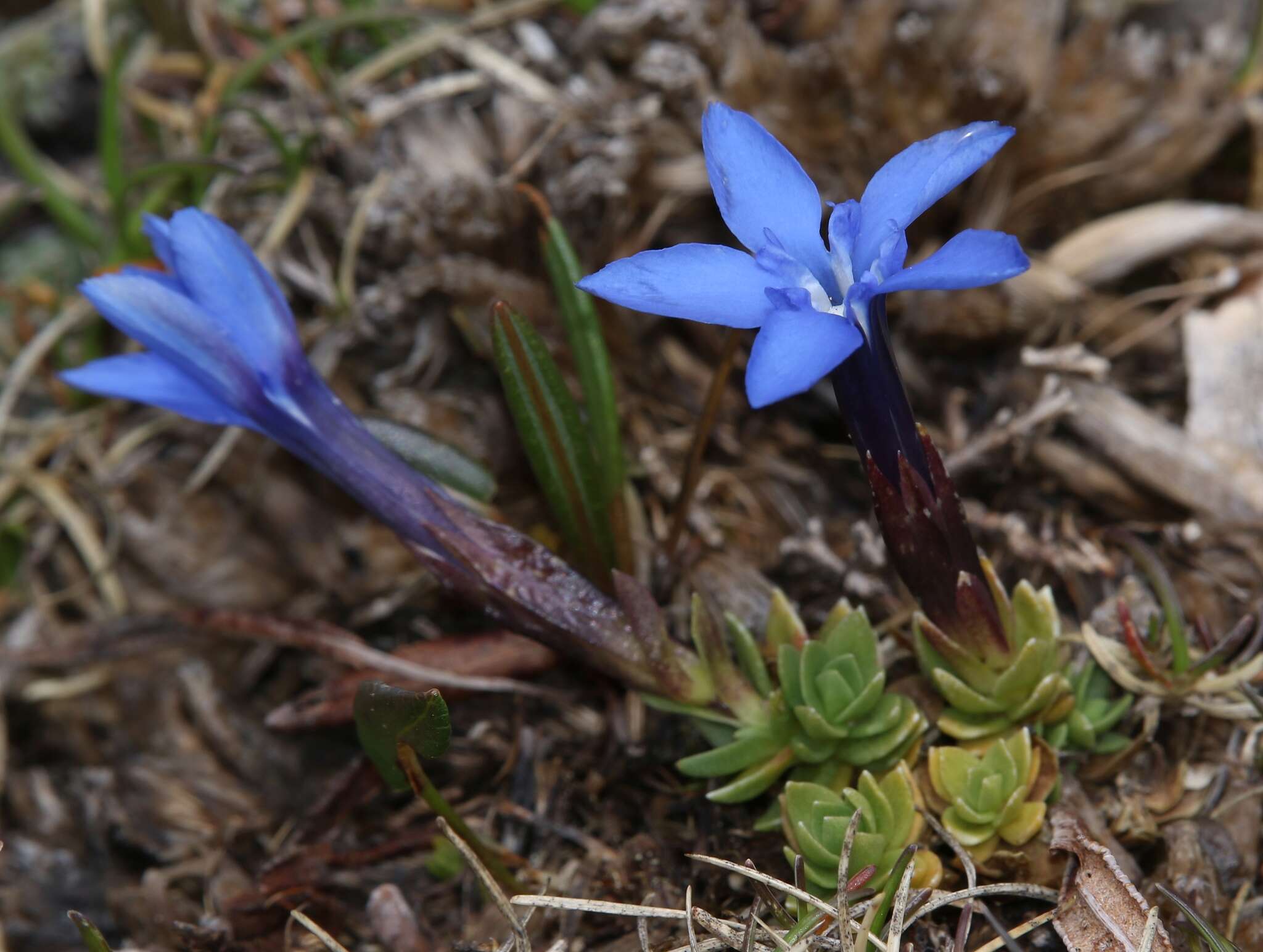 Image of Gentiana terglouensis subsp. terglouensis