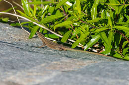 Image of Mitchell's Flat Lizard