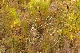 Image of Willow Capesaffron