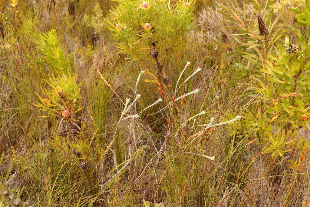 Image of Willow Capesaffron