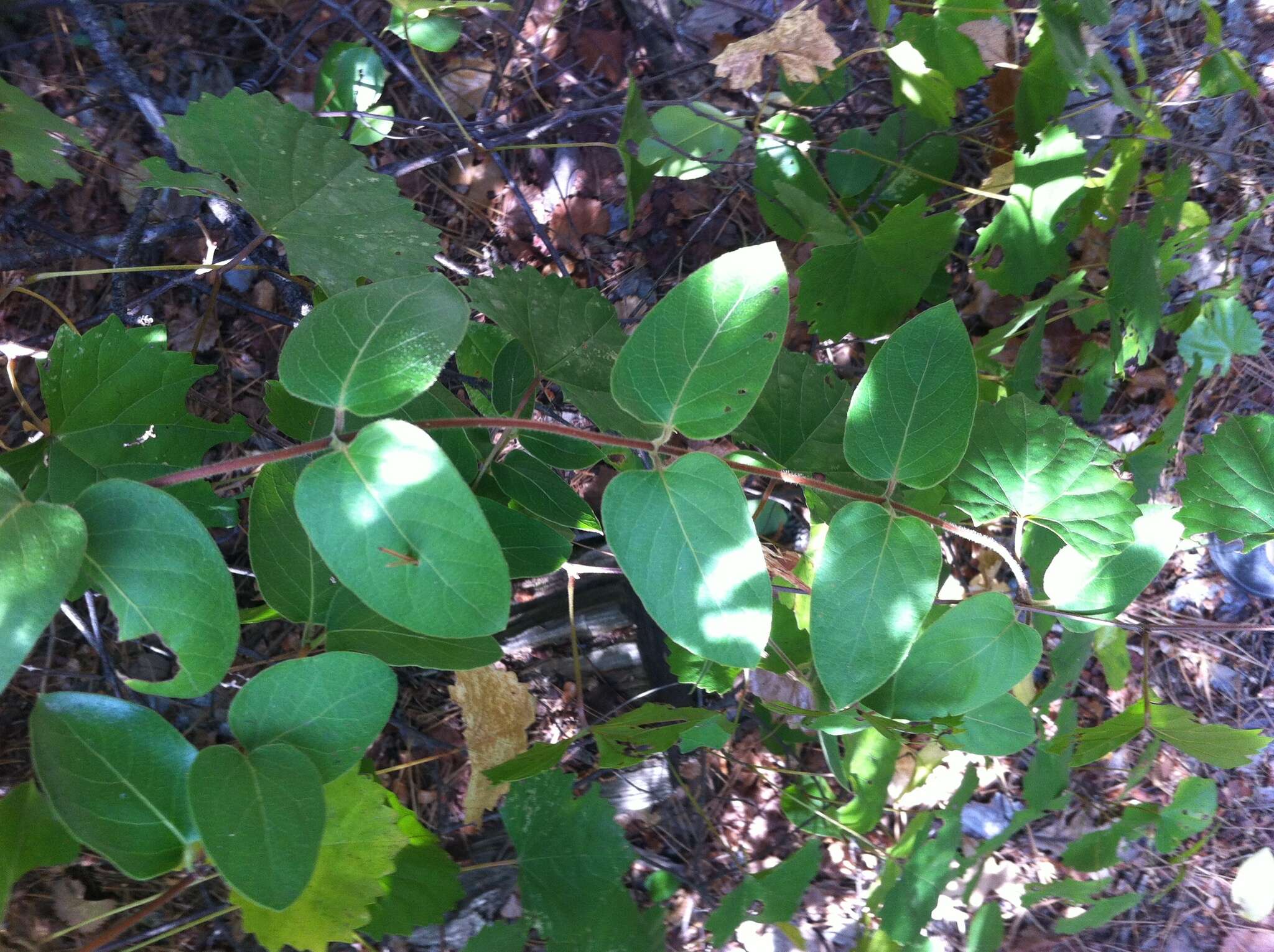 Слика од Lonicera japonica Thunb.