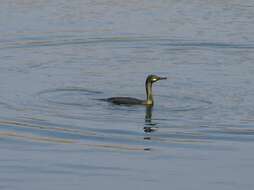 Image of European Shag