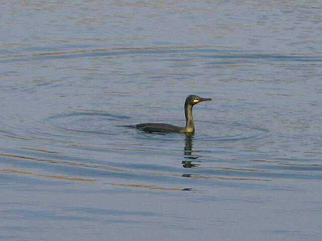 Image of European Shag