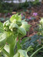 Image of Stinking Hellebore