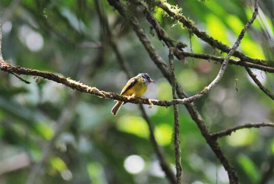 Image of Canary-flycatcher