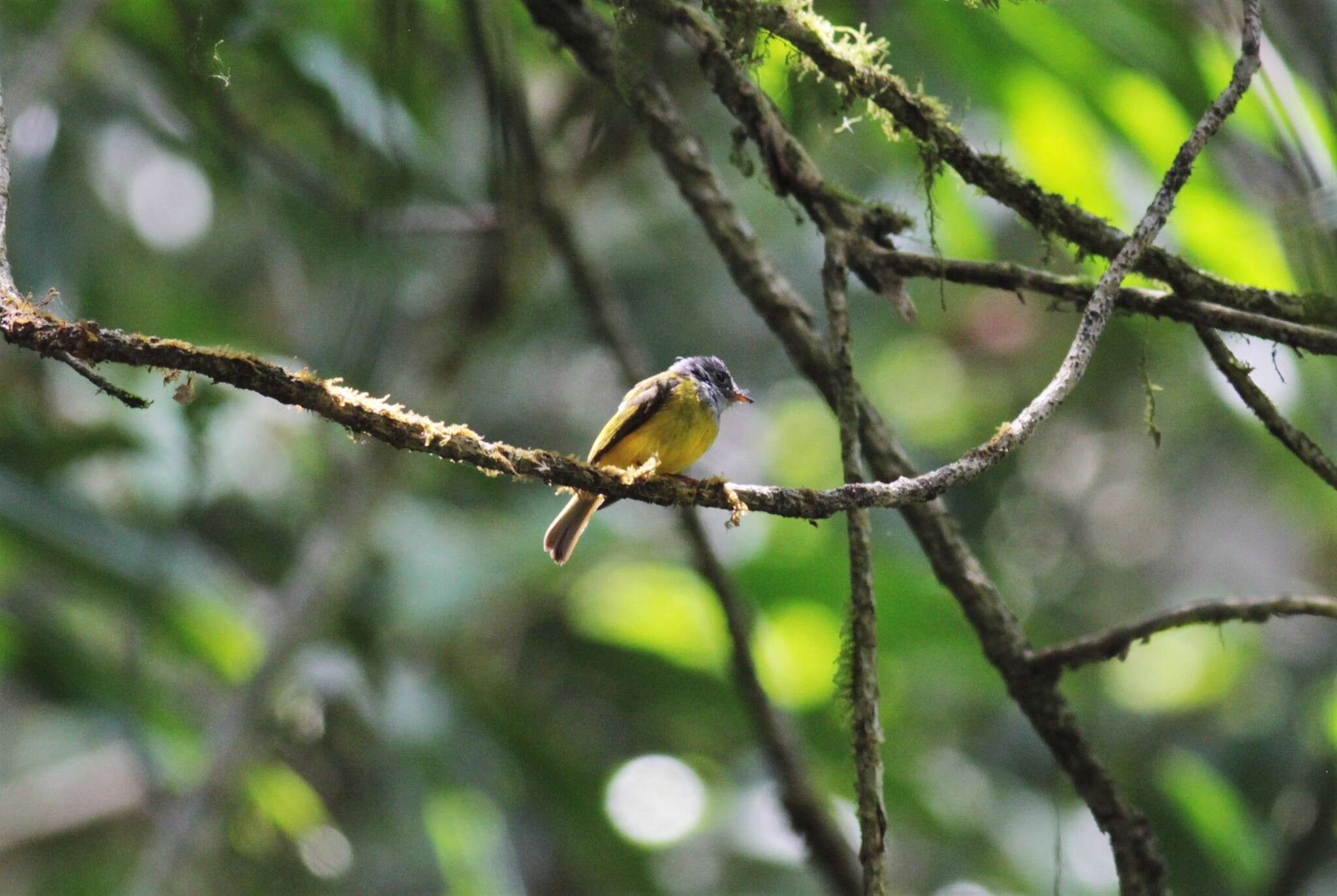 Image of Canary-flycatcher