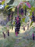 Image of American Nightshade