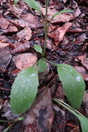 Image de Arnica griscomii subsp. frigida (Iljin) S. J. Wolf