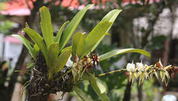 Image of Angraecum eburneum subsp. superbum (Thouars) H. Perrier