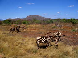 Image of Grant's zebra