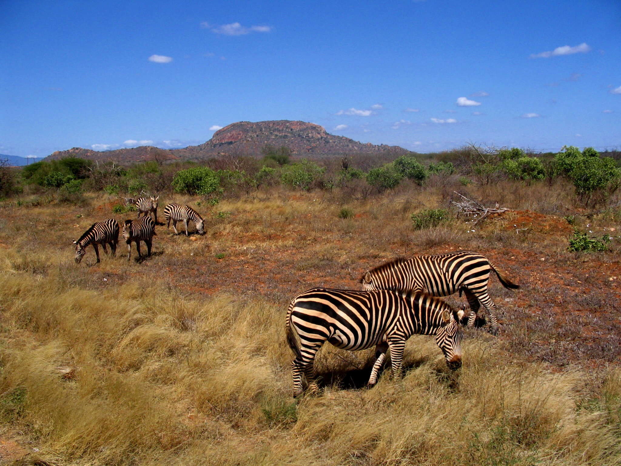 Image of Grant's zebra