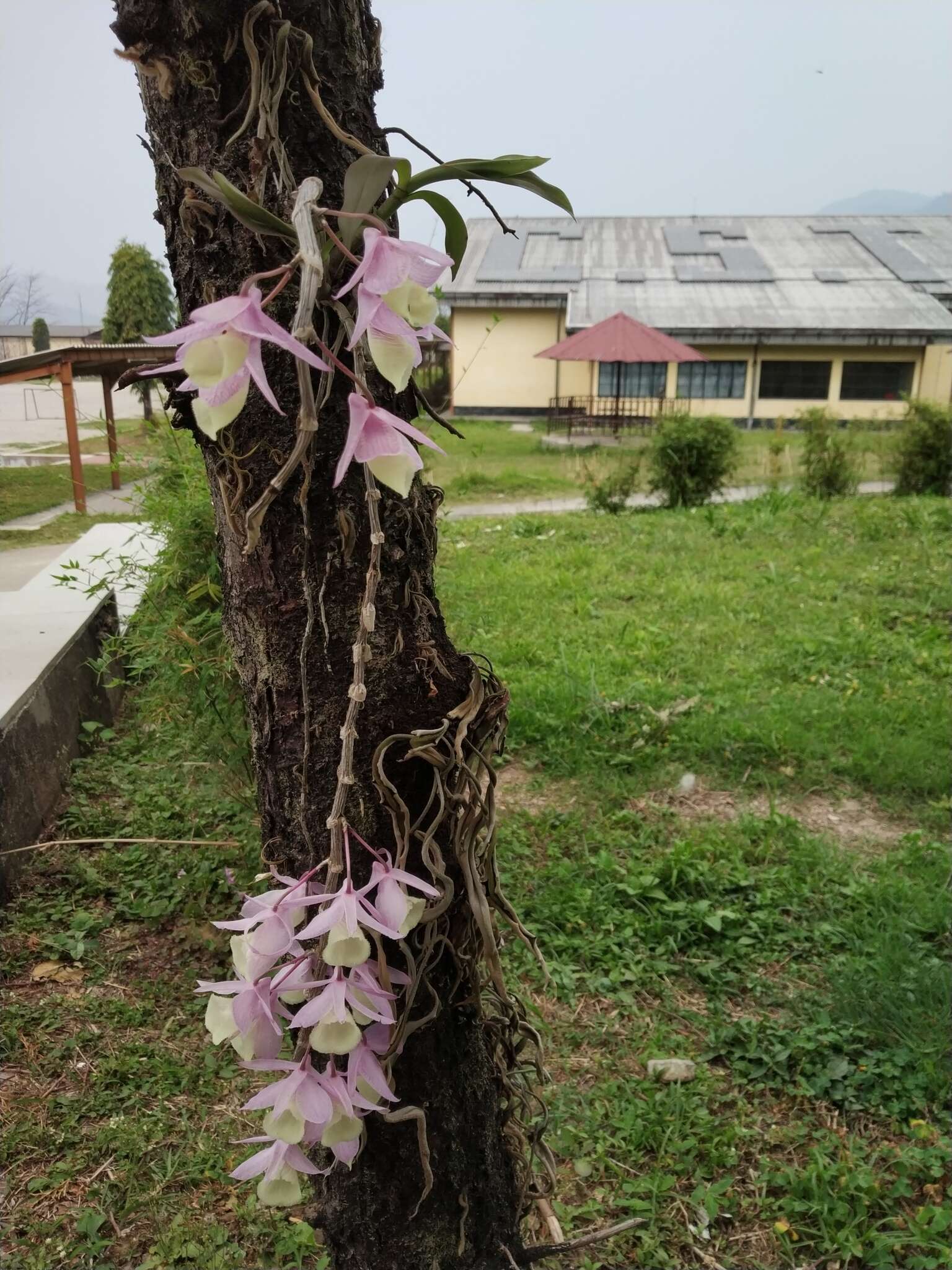 兜唇石斛的圖片