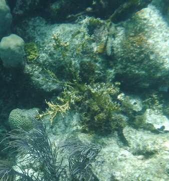 Image of Fire coral