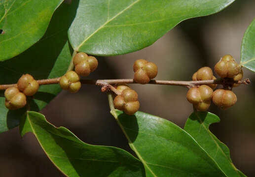 Image of Weeping Cleistanthus