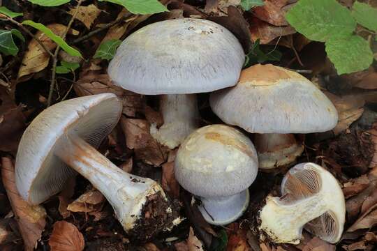 Image of Cortinarius caerulescens (Schaeff.) Fr. 1838