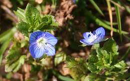 Image of birdeye speedwell