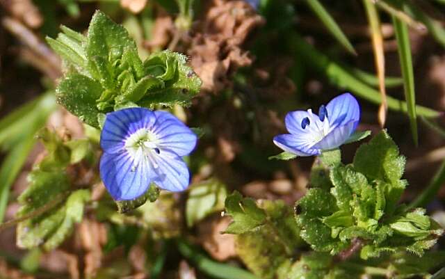 Image of birdeye speedwell