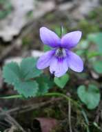 Image of common dog-violet