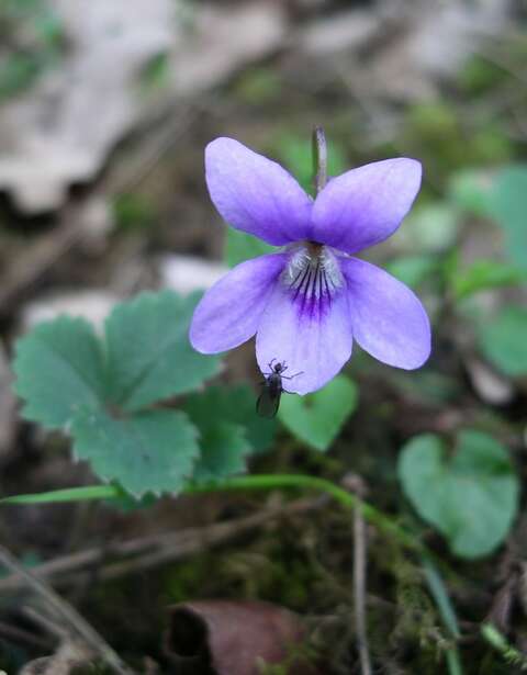 Image of common dog-violet