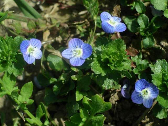 Image of birdeye speedwell