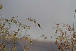 Image of Green-tailed Trainbearer