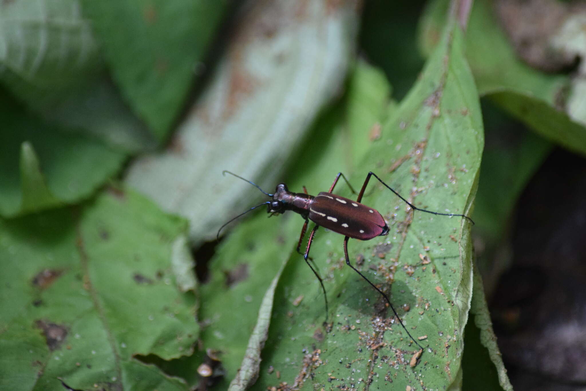 Plancia ëd Cicindela (Calochroa) lacrymans Schaum 1863